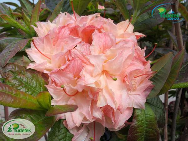 Azalia Cannons Double